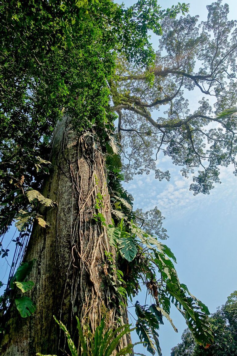 Ceiba pentandra. Kapokbaum_1