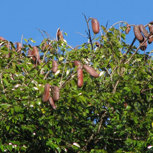 Hymenaea Courbaril - TicoRico