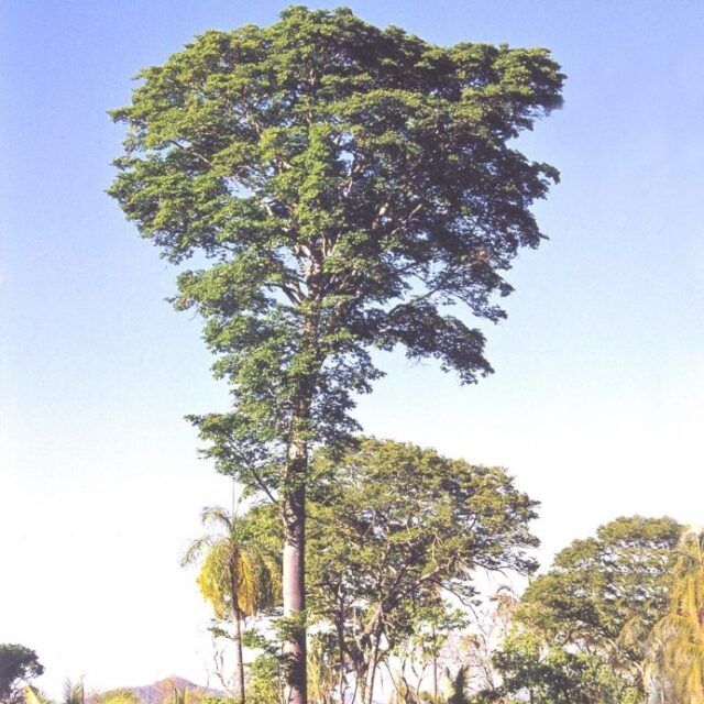 Hymenaea Courbaril - TicoRico