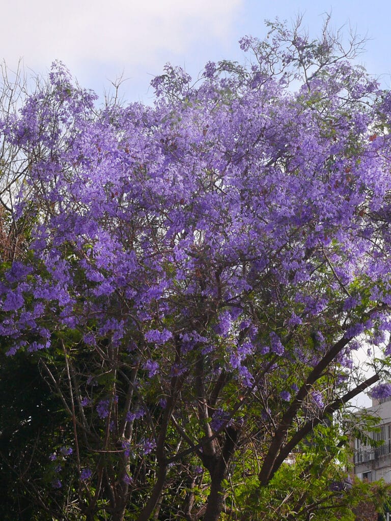 Jacaranda-mimosifolia_0