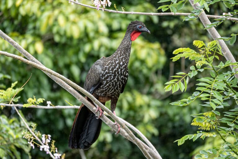 Crested Guan_1