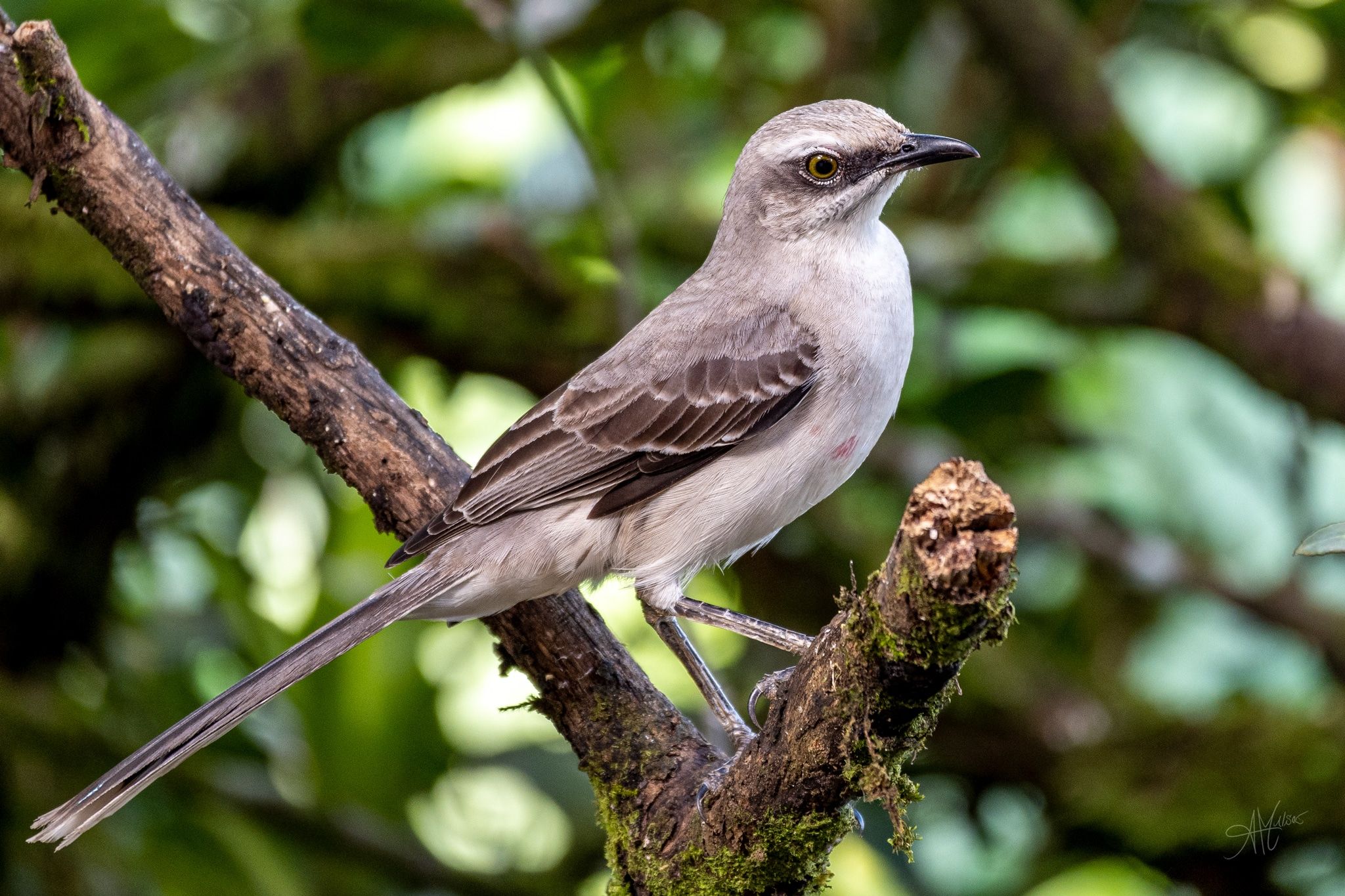 Tropical Mockingbird - TicoRico