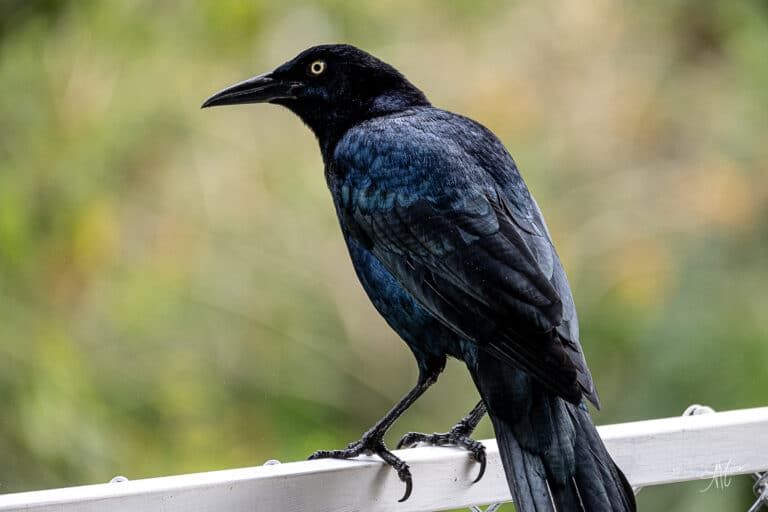 Great-tailed-Grackle